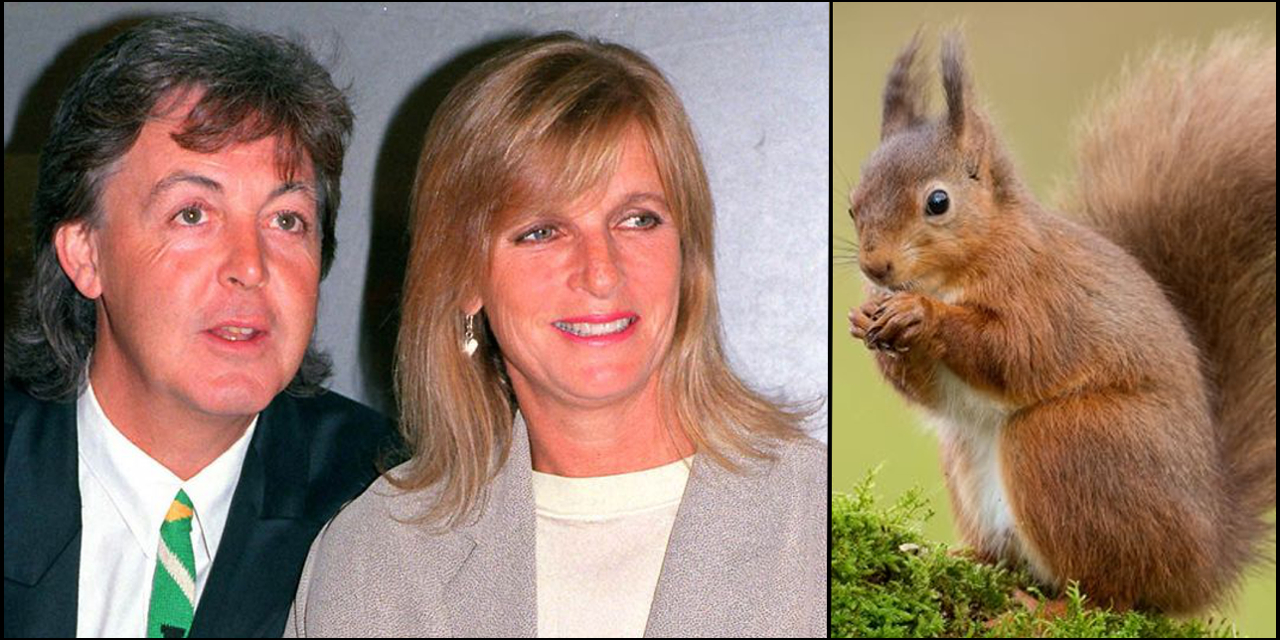 Sir Paul McCartney reveals he saw wife Linda reincarnated as a squirrel